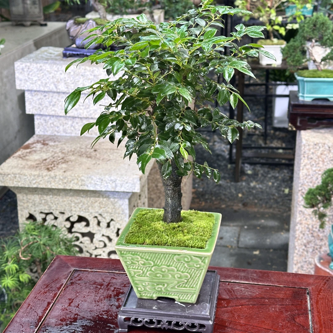 老桩小叶紫檀绿植盆栽客厅四季好养室内种植桌面小盆景植物摆件