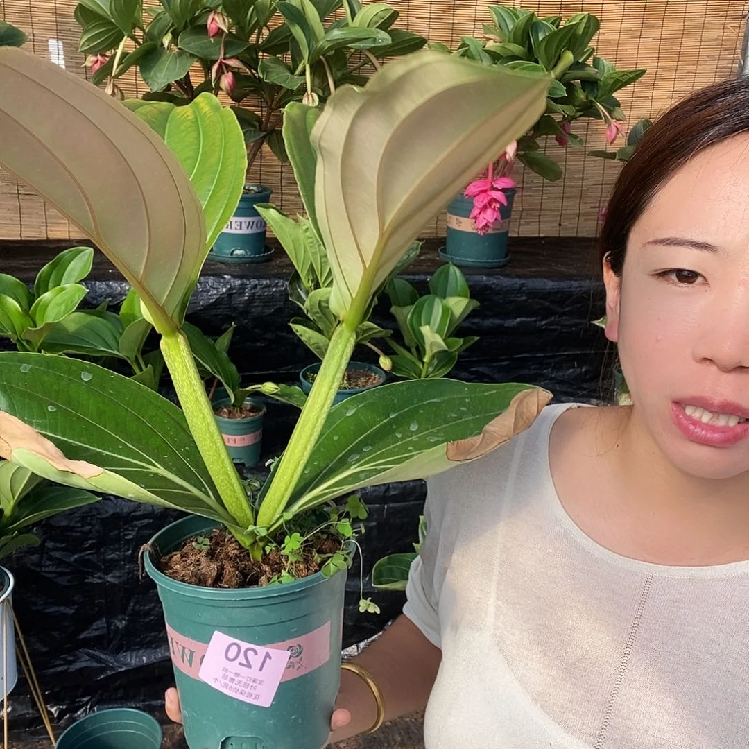 木本植物G****g木本花卉120叶损福利