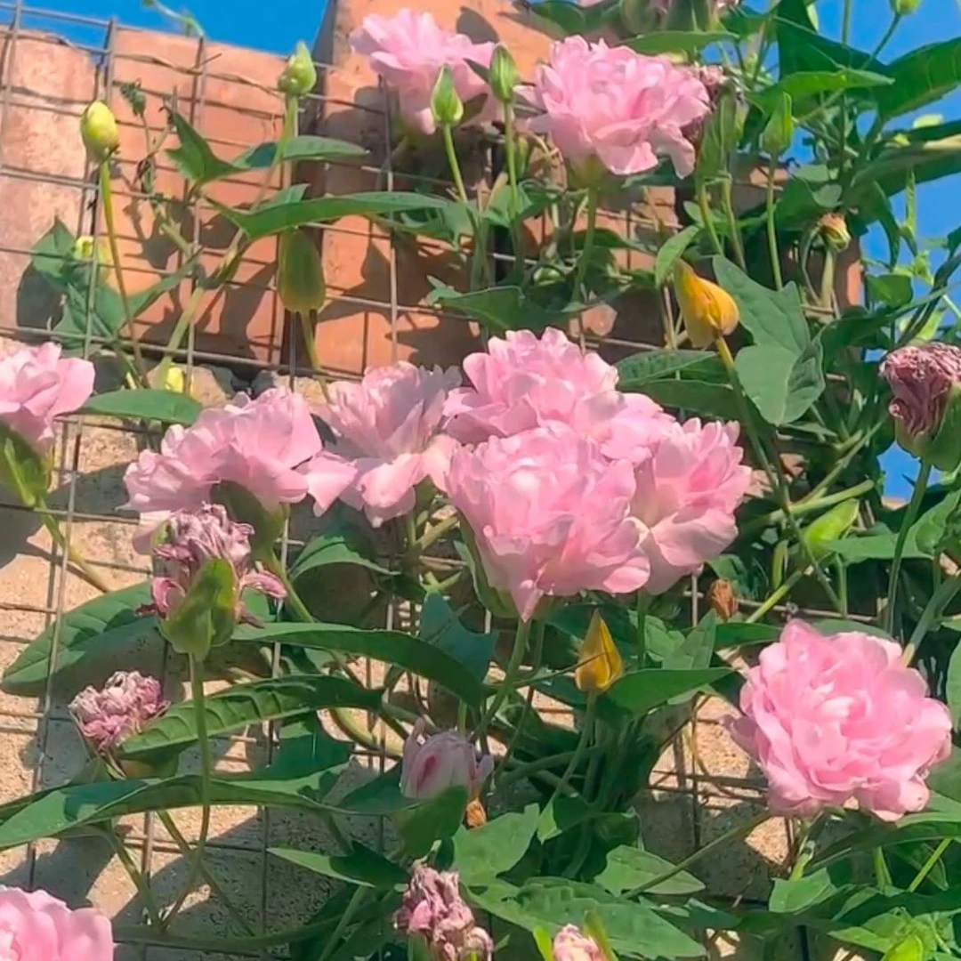 缠枝牡丹花根南北方皆可种植老根缠枝牡丹根茎藤蔓粉色重瓣花期