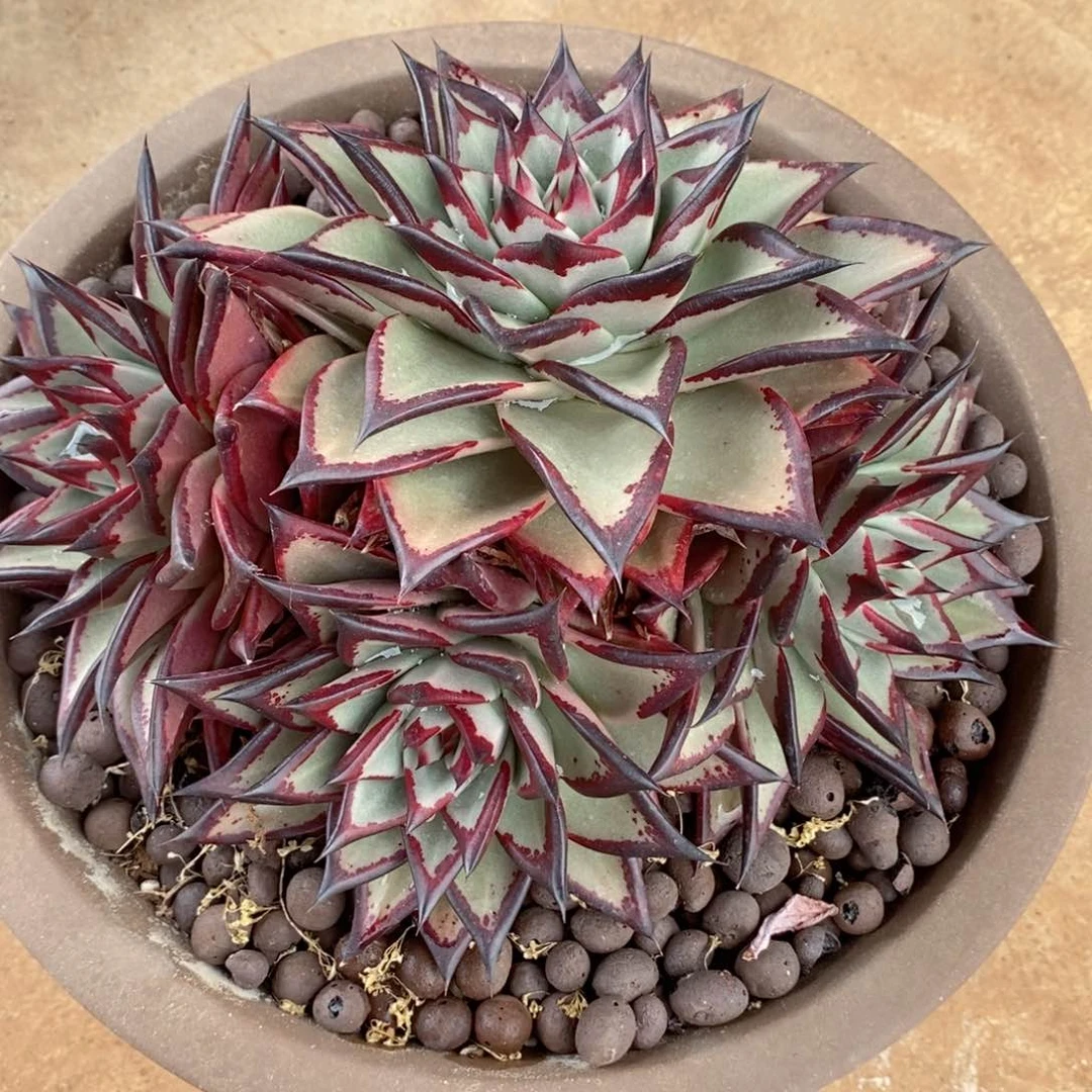 舍*福利特价打包1100