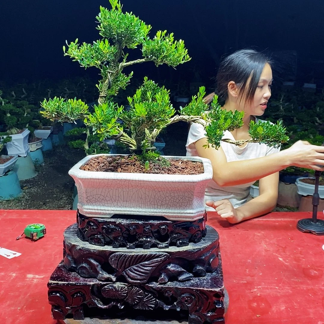 无花朵广东雀舌黄杨盆景