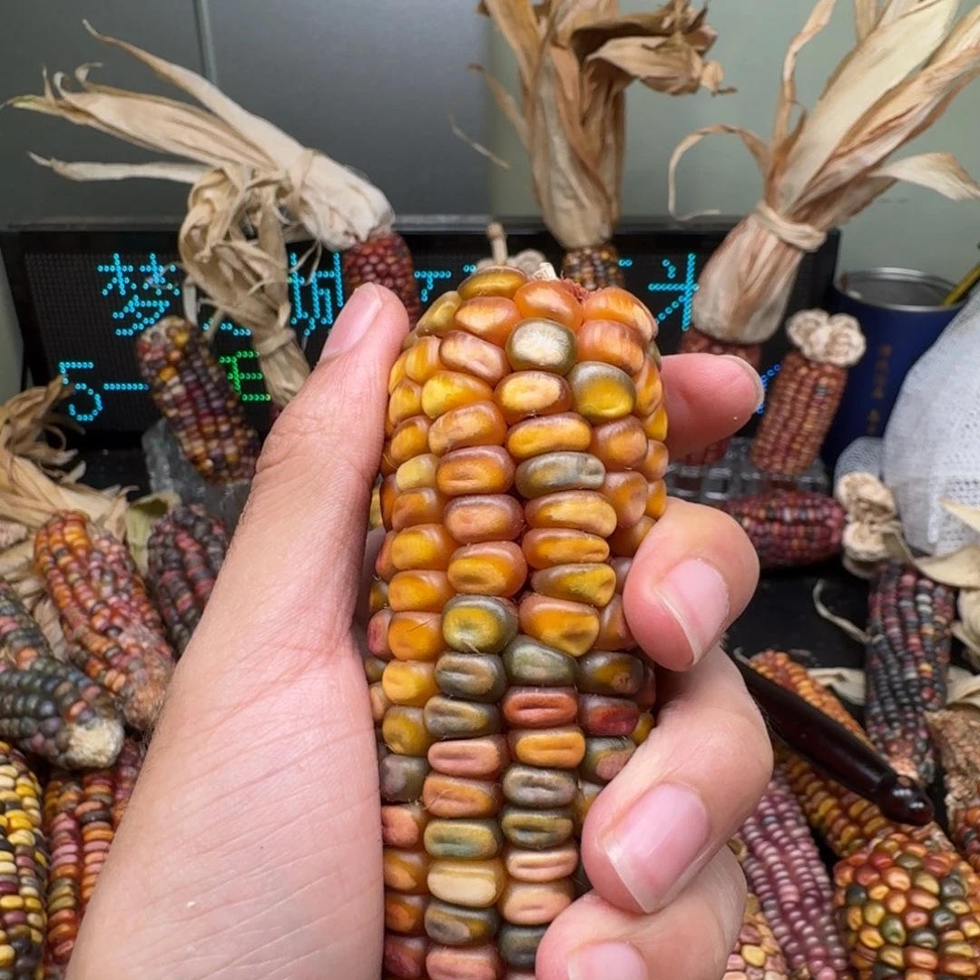 柏香籽/百香籽吊坠鑫*多