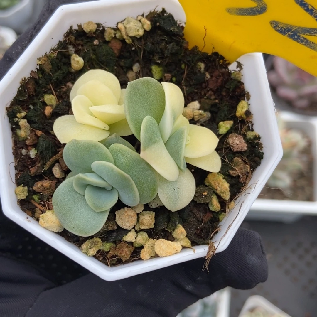 632可爱玫瑰锦多肉