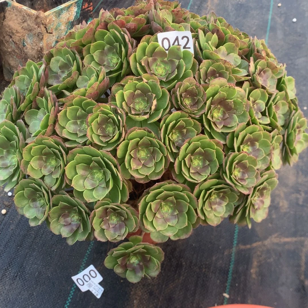 我***风042万圣节多多肉植物