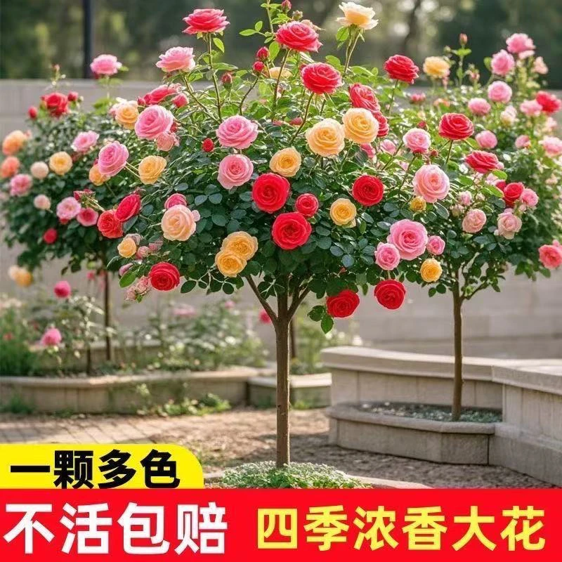 多色棒棒糖树状月季老桩盆栽四季开花庭院阳台绿植