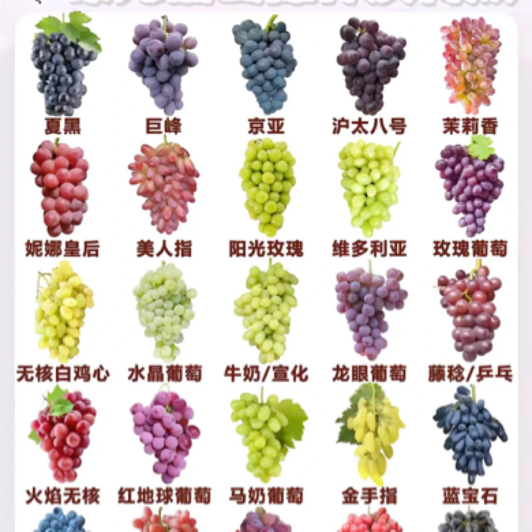 直播间一物一拍葡萄树苗