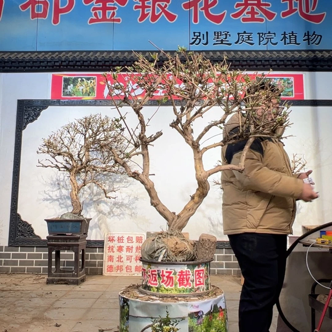 无花朵金银花55588555888555555