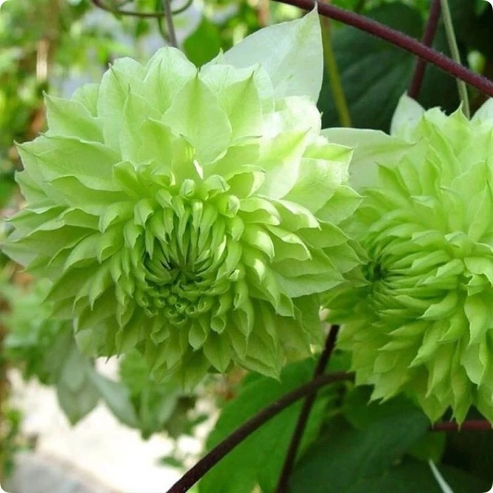 小绿中大苗铁线莲满根爬藤绿植四季开花丰花庭院阳台客厅可种