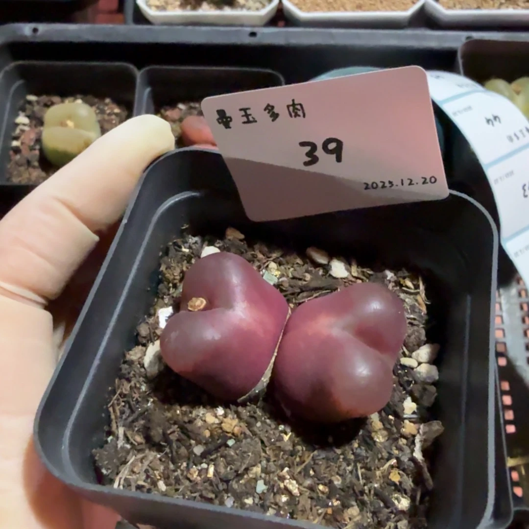 会***猪多肉多肉多肉12.20-039