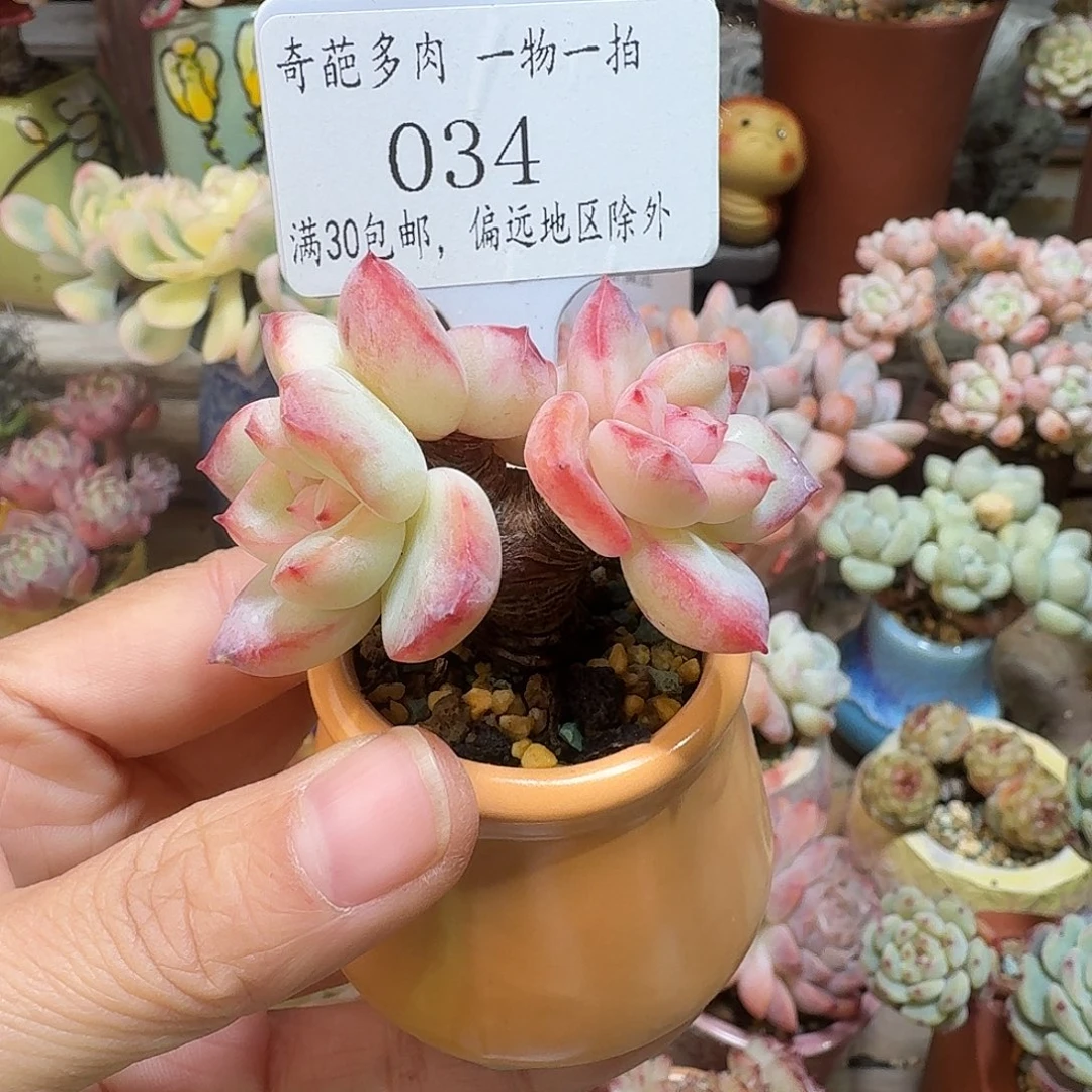 034 多肉含盆土30元包邮除偏远