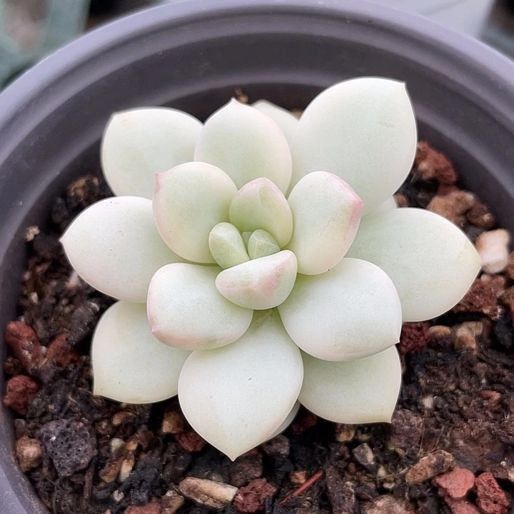 白马香水锦。锦龙一物一拍