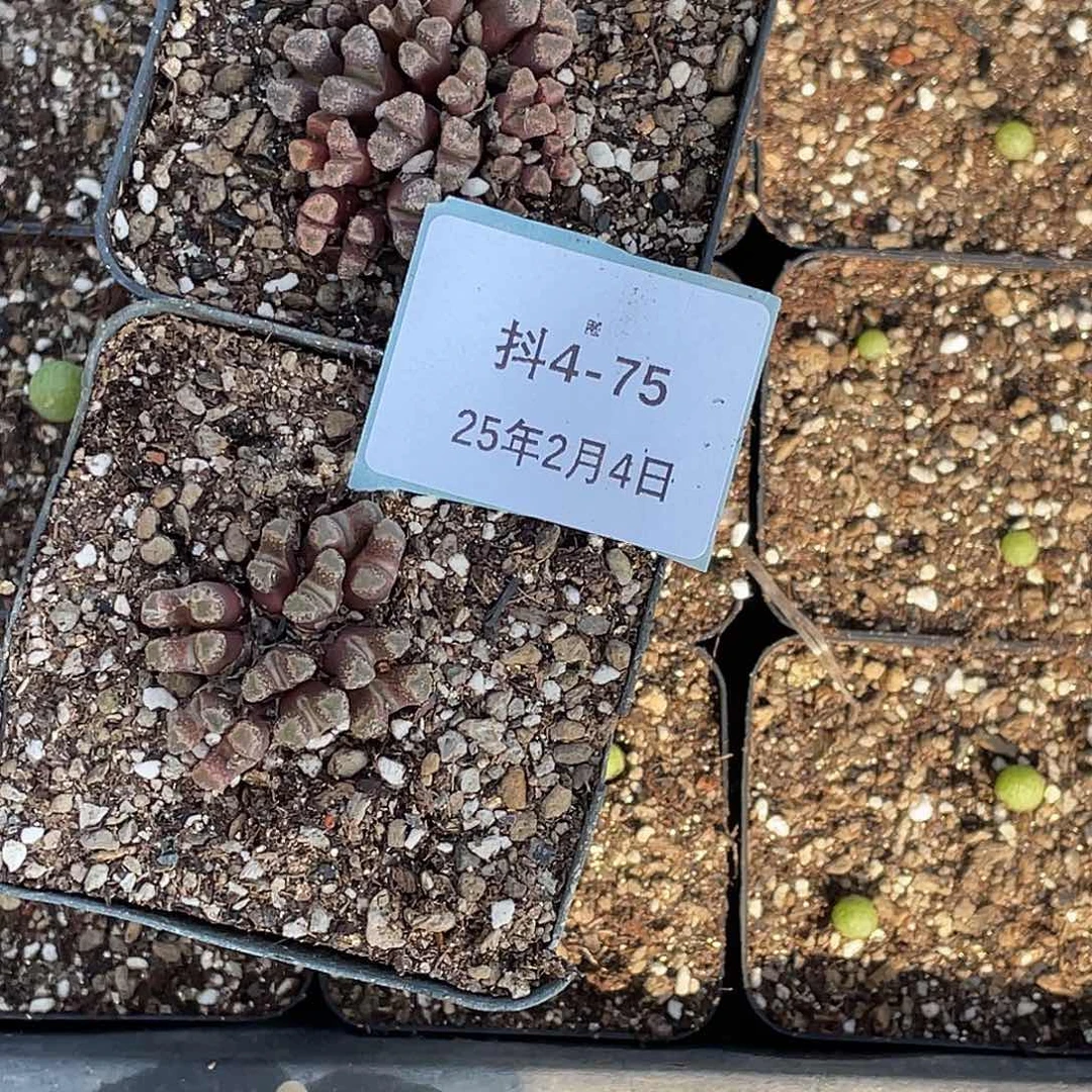 ?****4-75肉锥多肉植物