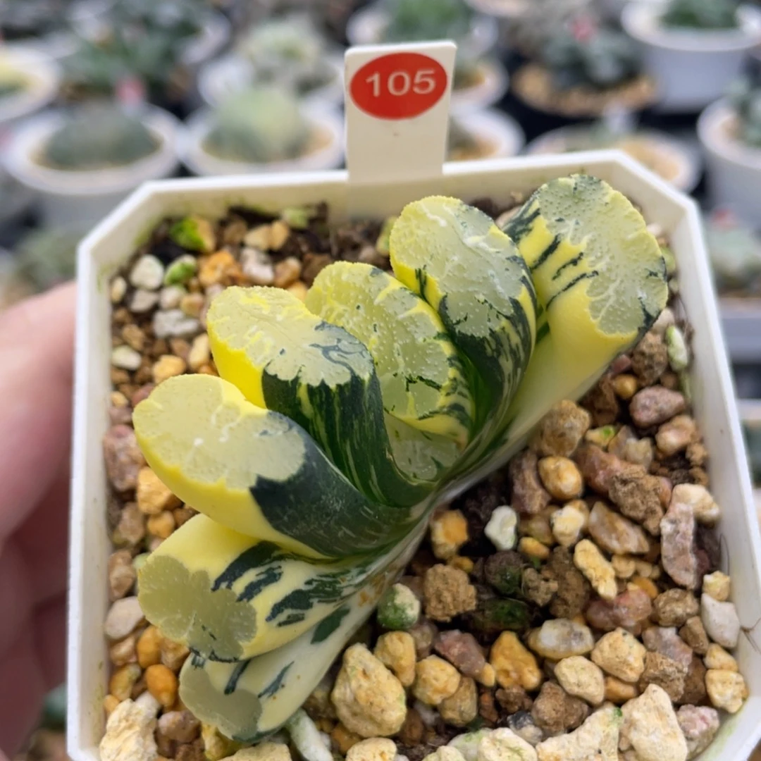 脱土发货 105 北斋锦
