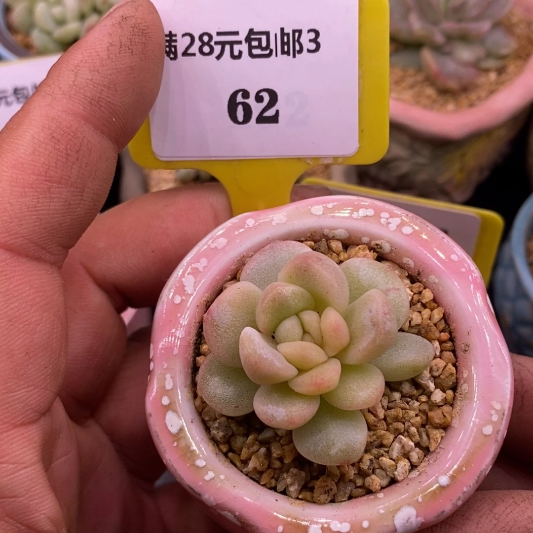 362冰玉石化带锦的单头