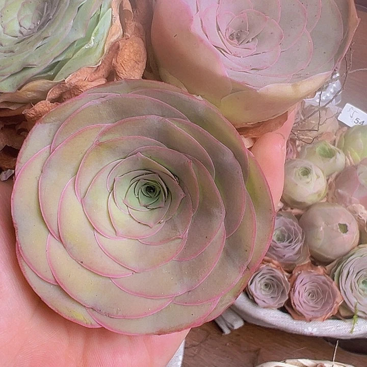 多**光山地玫瑰多肉植物山地76