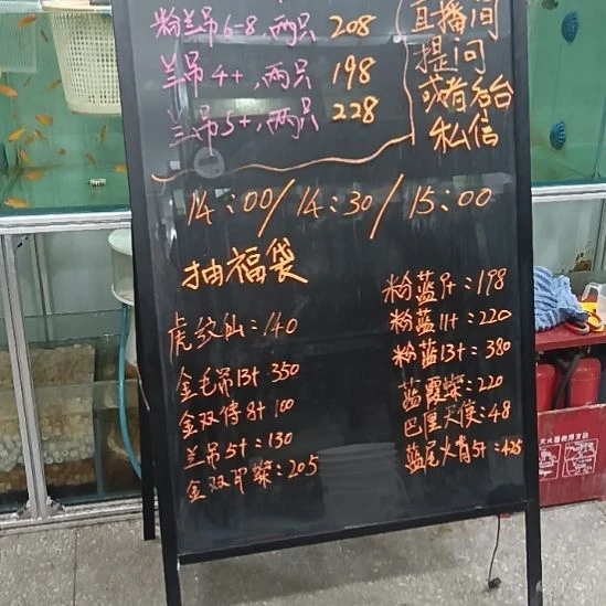 海水鱼粉蓝吊 6+的两条