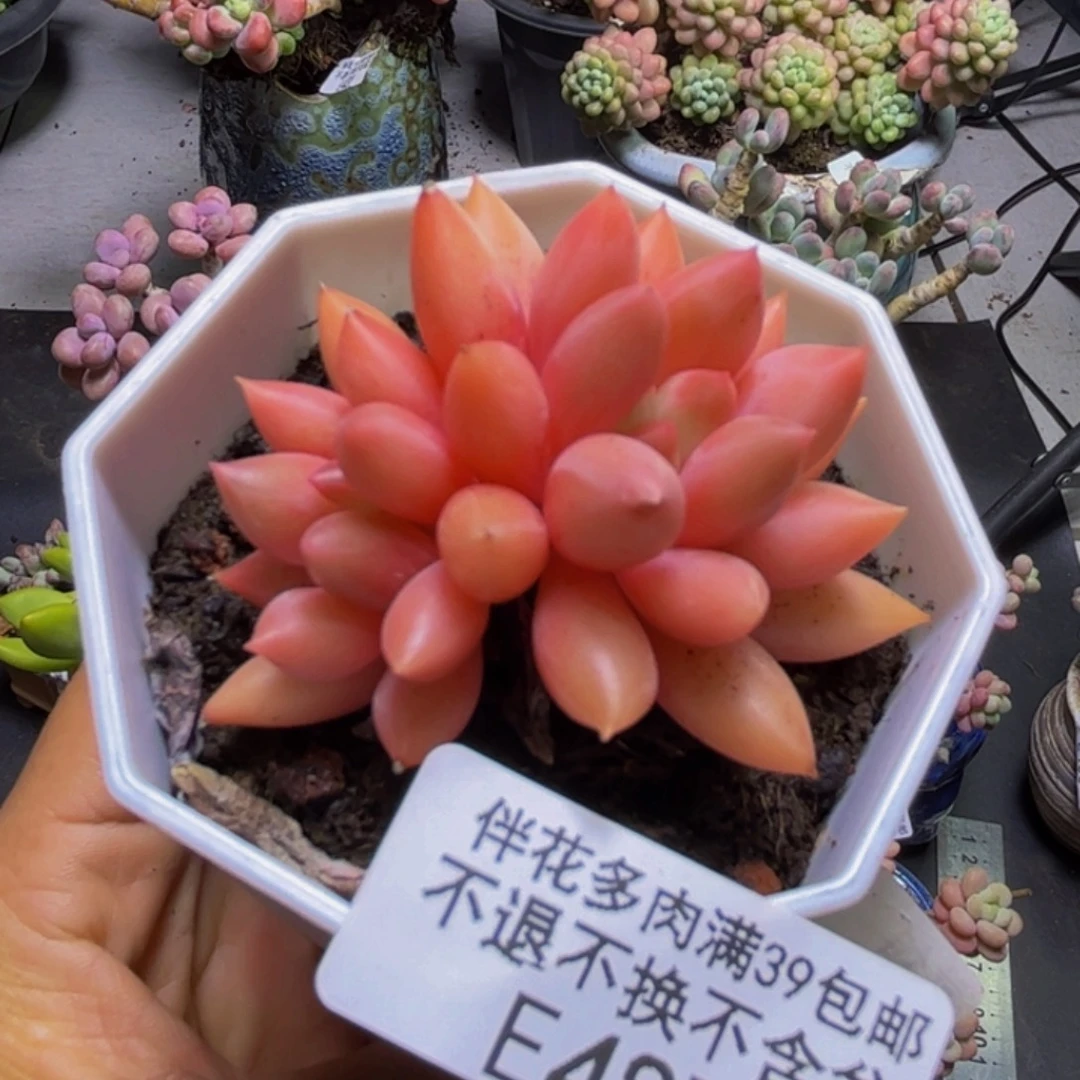 车离子487/5cm多肉