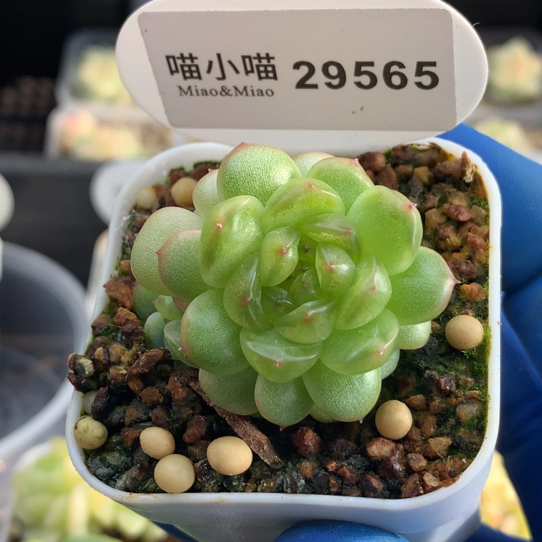 多肉植物杂交珍妮