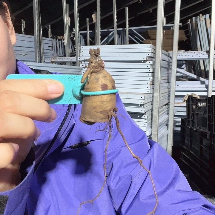 当前无花栽培后可以开花玫瑰心根芽