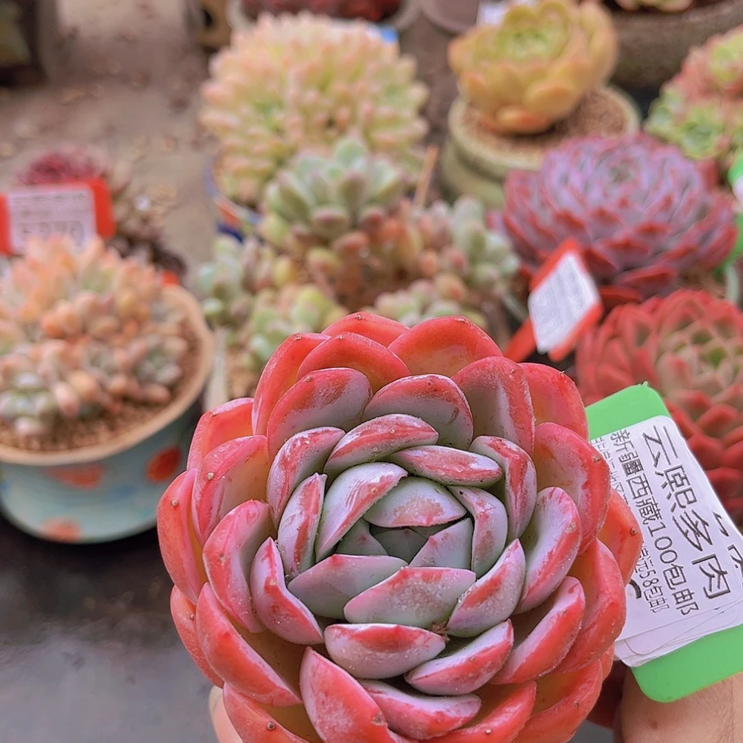 5306。         月影杂