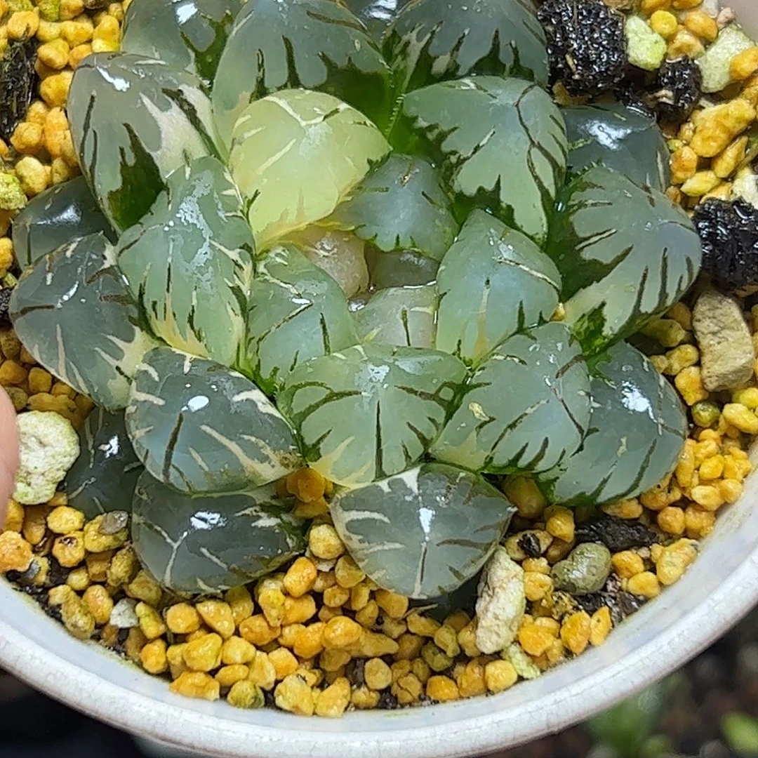 皓月六公分母本十二卷