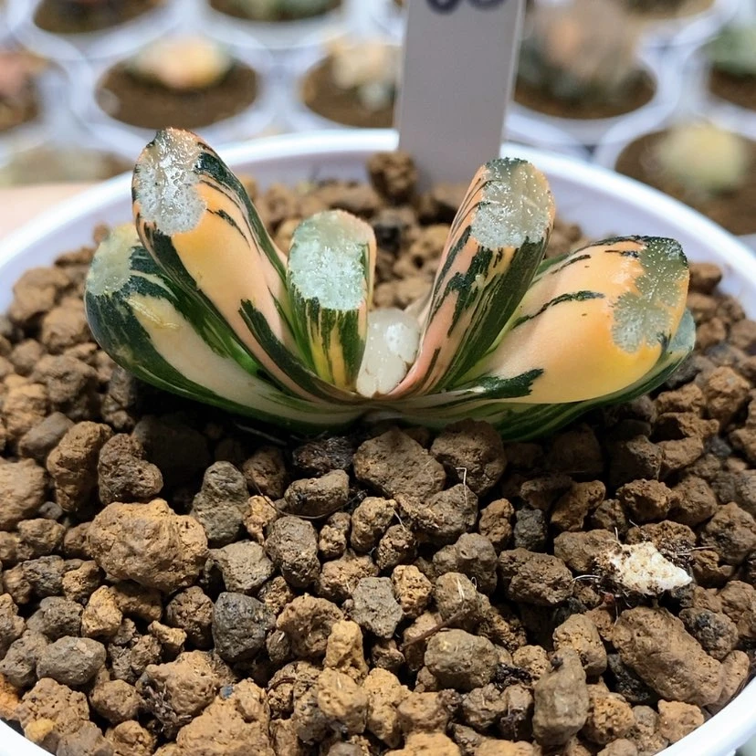 【闪购商品】68北斋玉扇锦