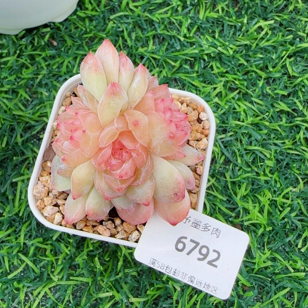 。*孤品糖心群，6792多肉植物