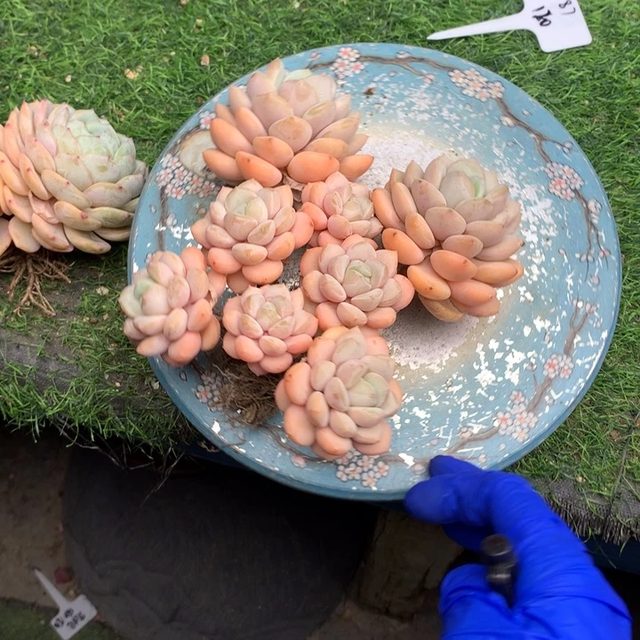 卡丝足好看多肉老桩