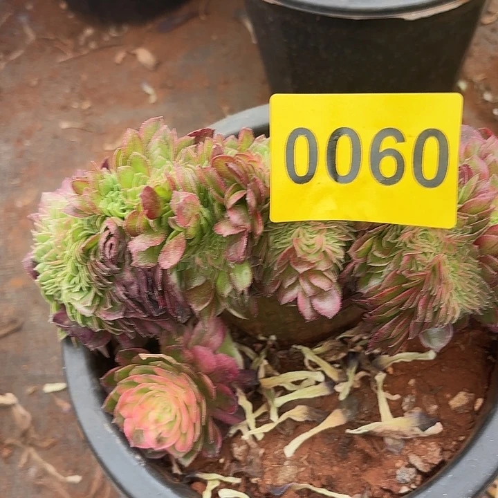 多肉植物福利来060