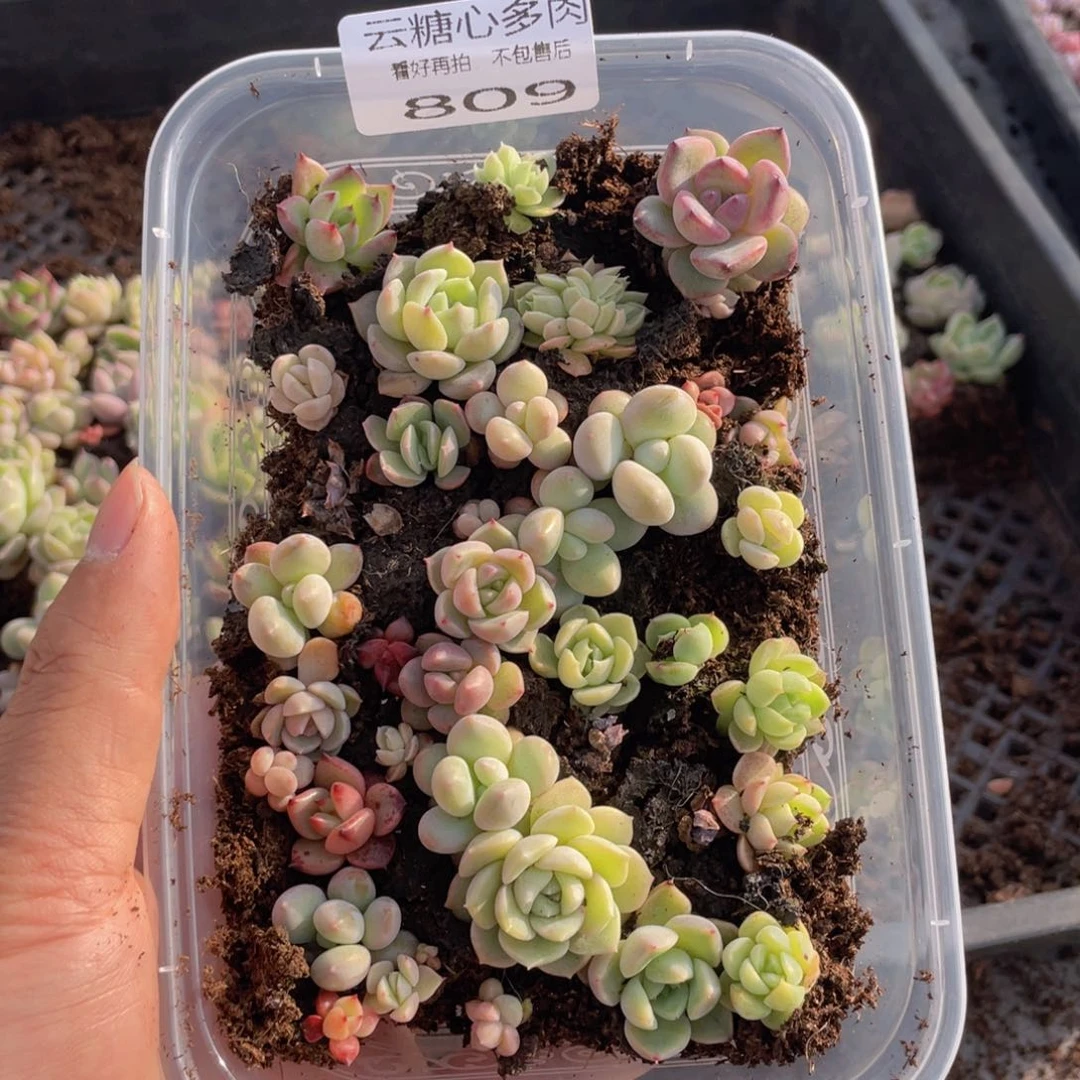 云糖心多肉植物809