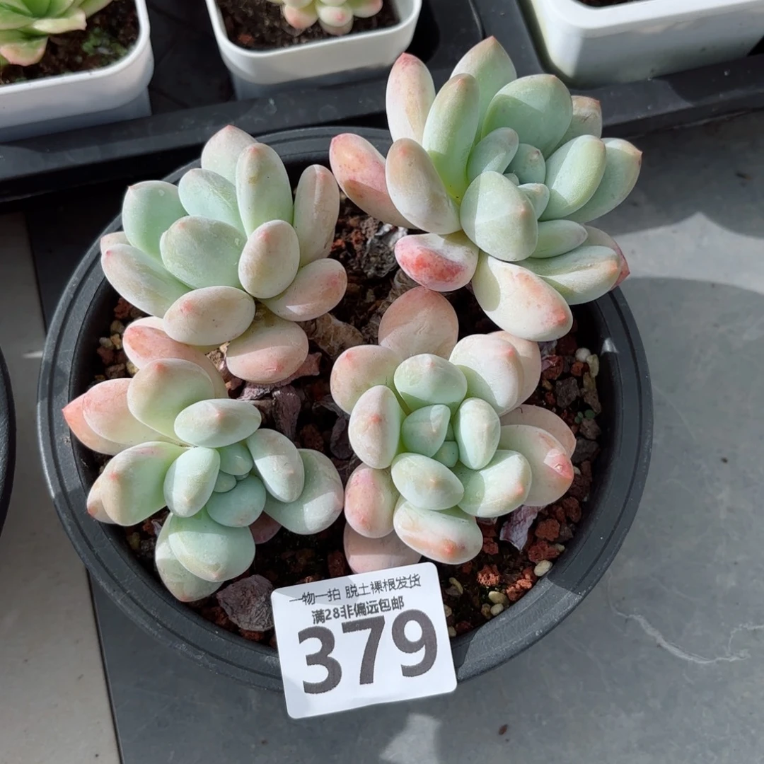 香水老桩无盆土发货