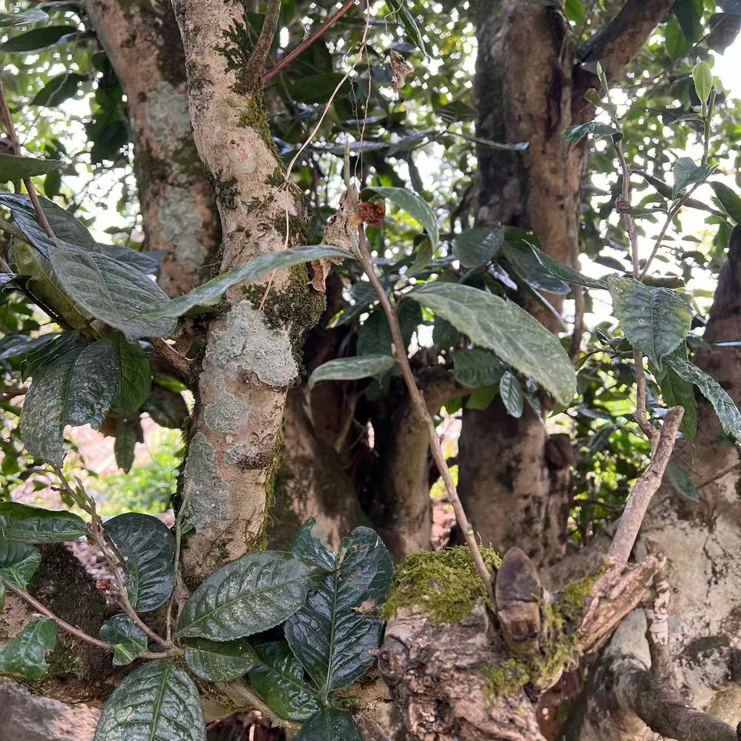 黑单株古树普洱茶生茶散茶200克