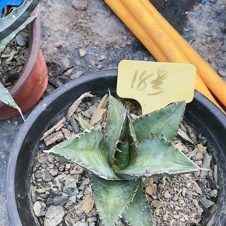 【闪购商品】无花朵龙舌兰黑排仁王冠