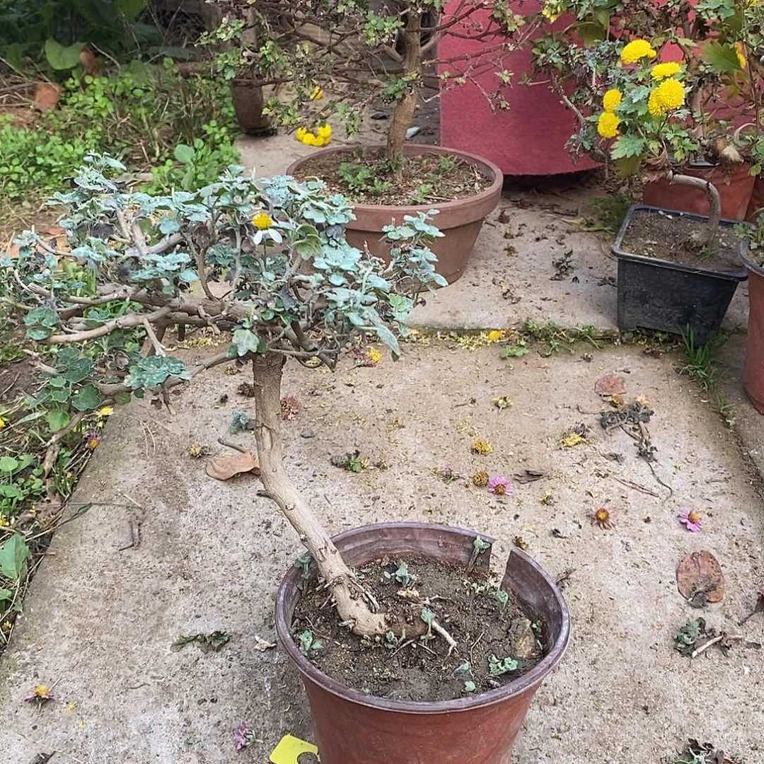 执***身完全开放菊花菊花