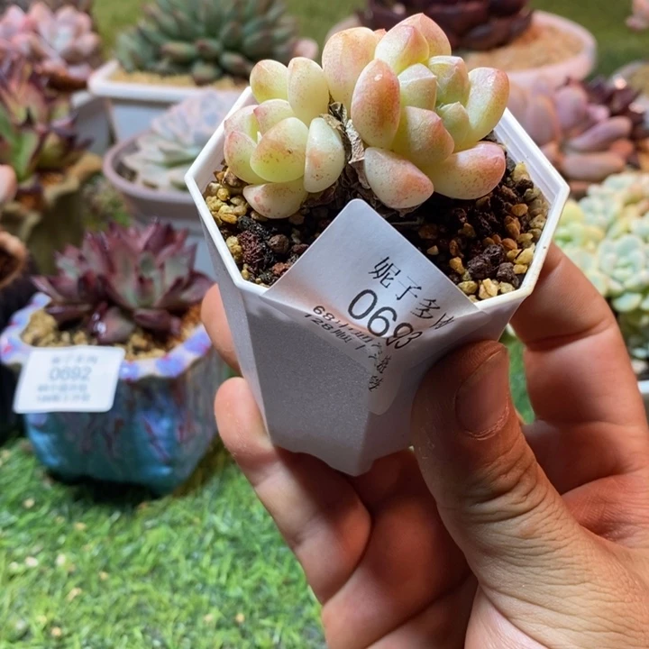0693啊啊啊啊啊啊啊啊啊