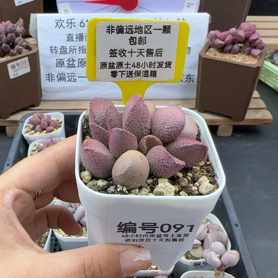 091赛猪肝多肉植物