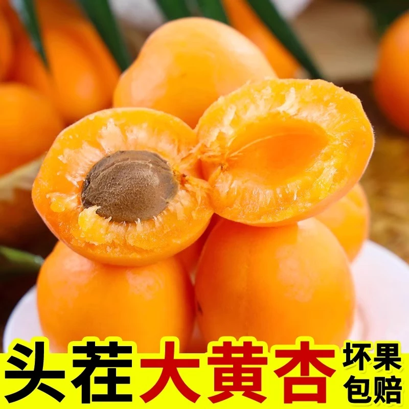 【头茬大黄杏】新鲜山西大黄杏头茬黄杏子酸甜孕妇可吃当季采摘zy
