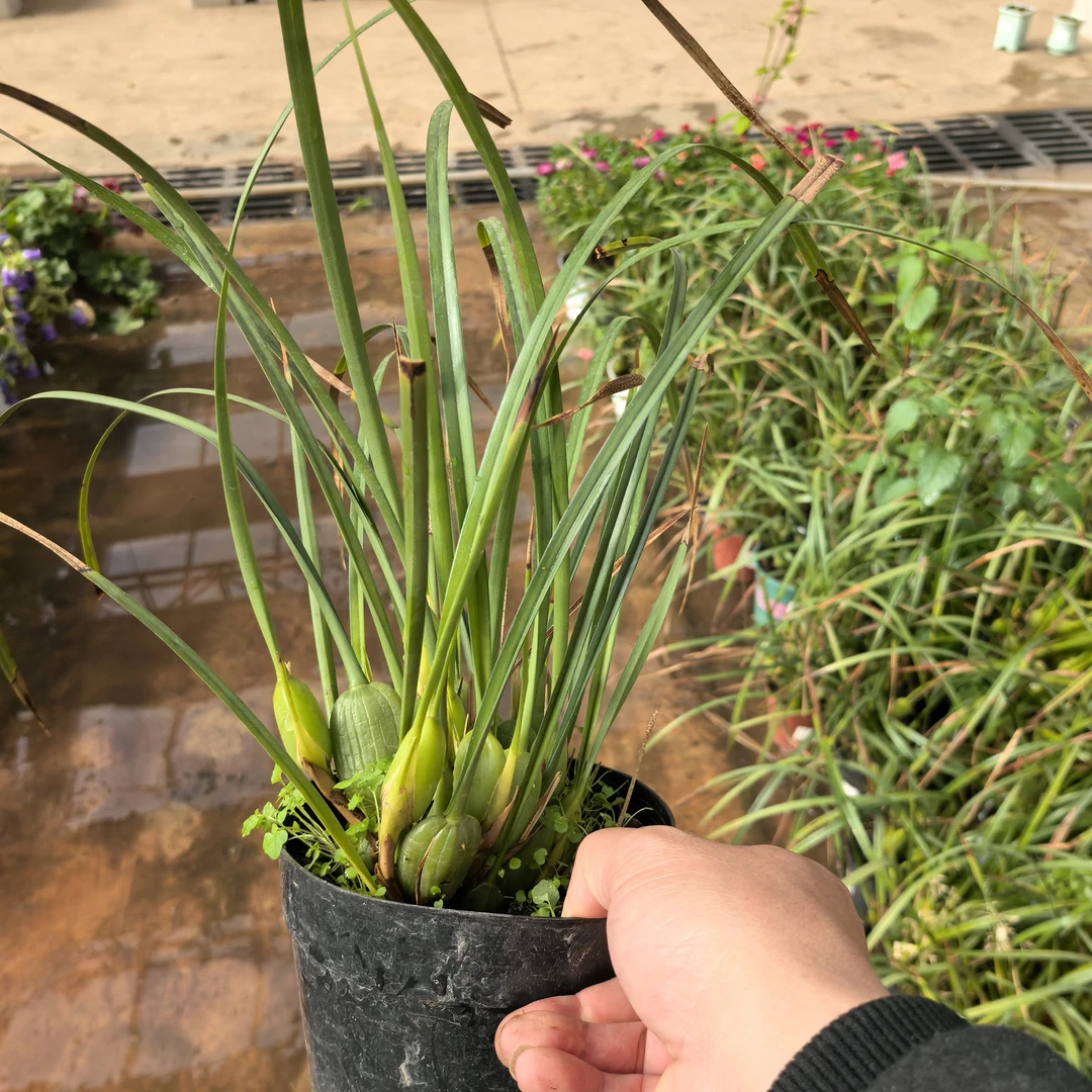 咖啡兰室内高端品种花开奶咖香味适合茶台桌面只发西藏