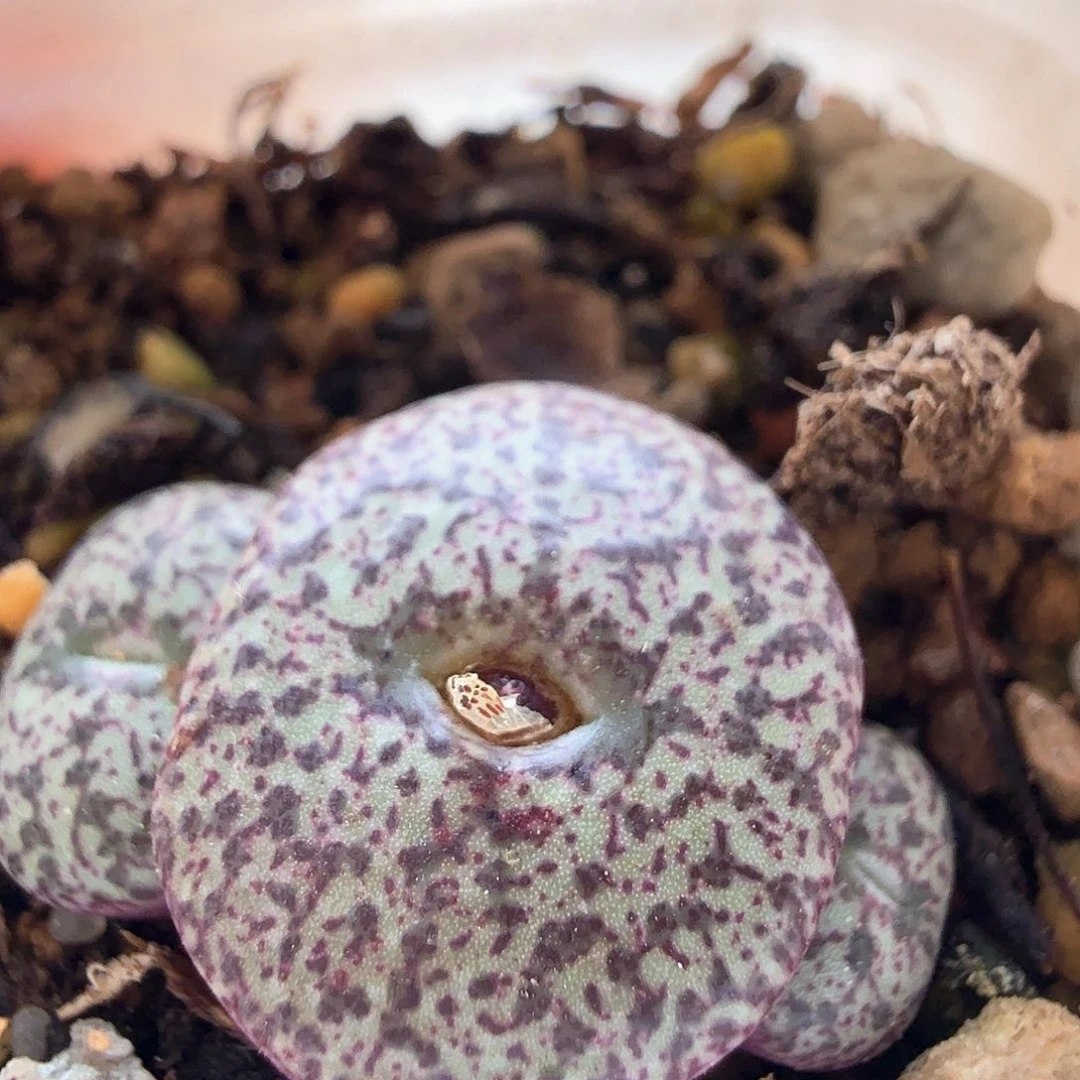 2.22.19/密纹安贞三头