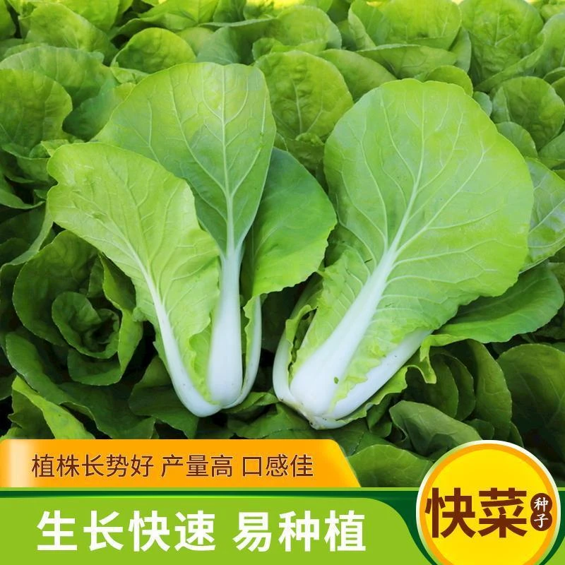 9新疆包邮【四季速生快菜种子】小白菜四季播阳台蔬菜籽早熟蔬菜