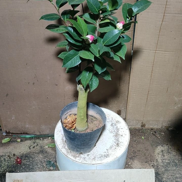 397喜悦，原盆原土发货，不包邮