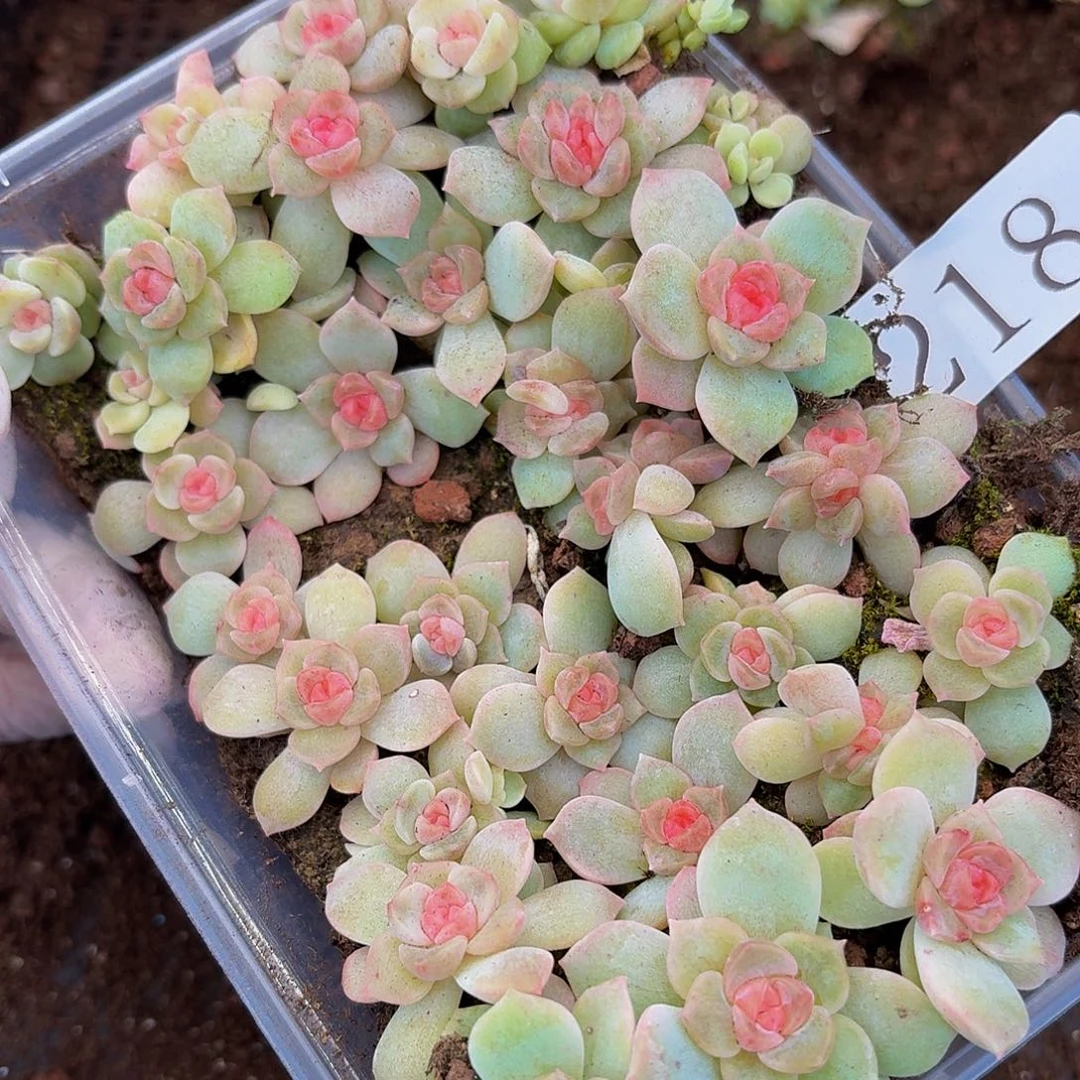 不**止多肉植物多肉植物218