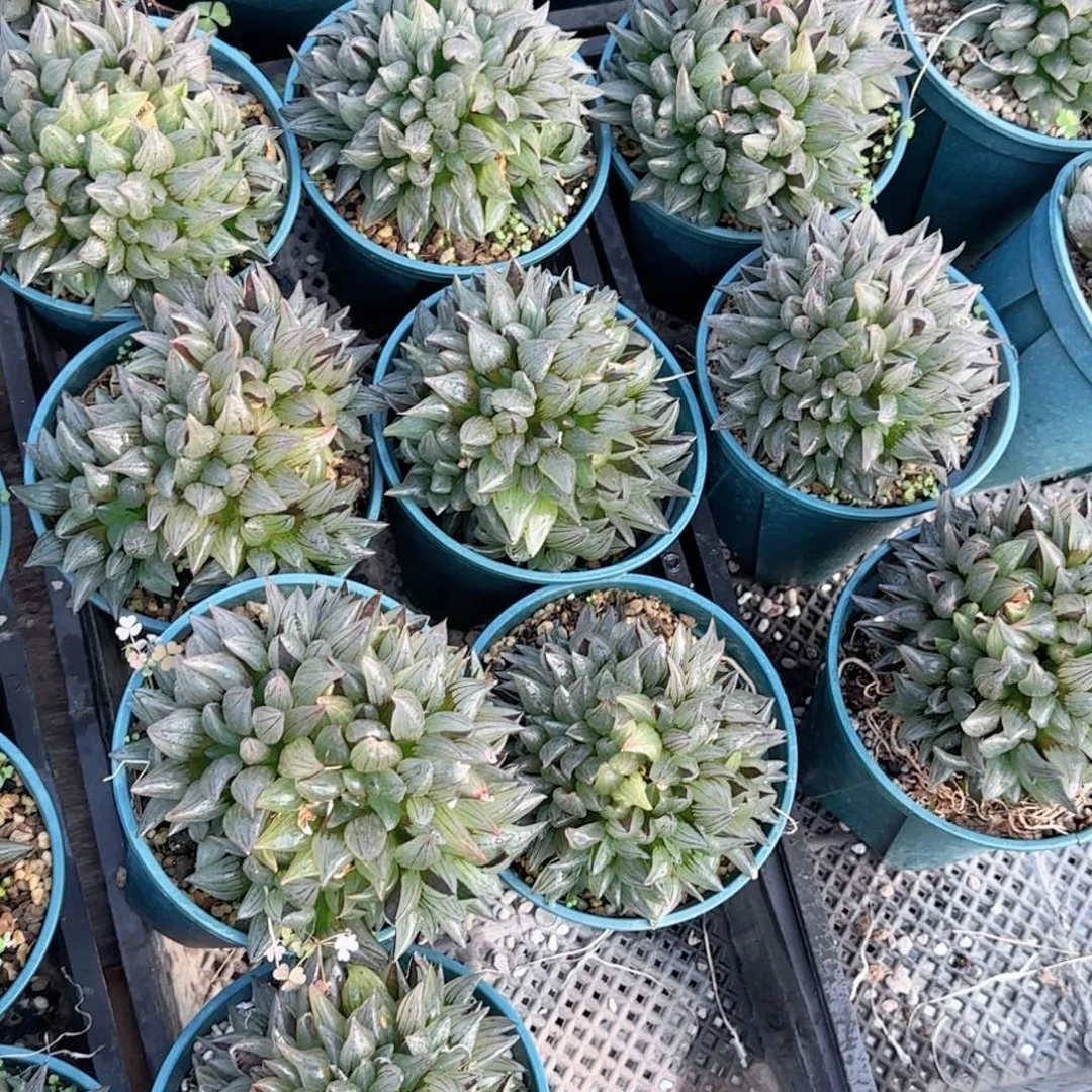 加仑盆西瓜多肉植物一颗