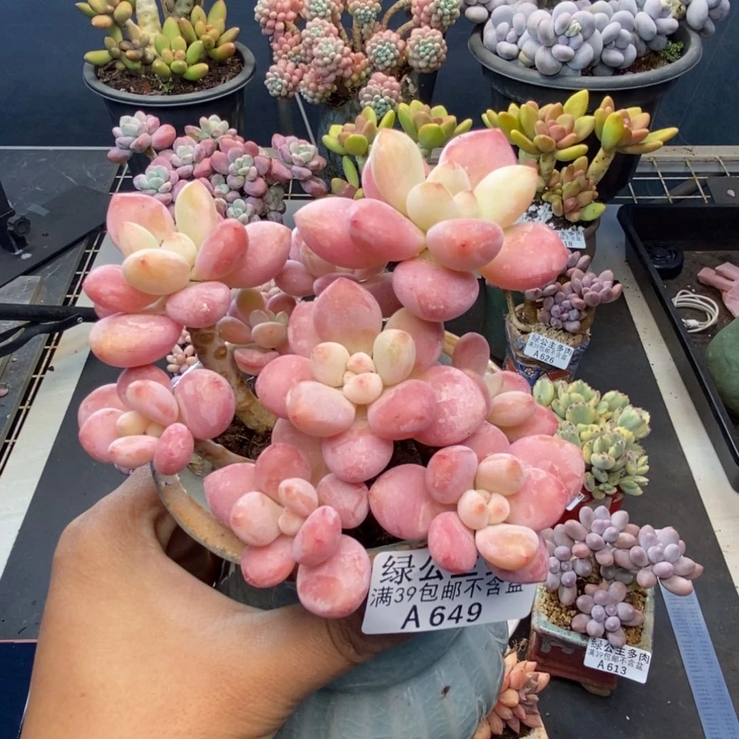 649樱花洛神多肉9c m