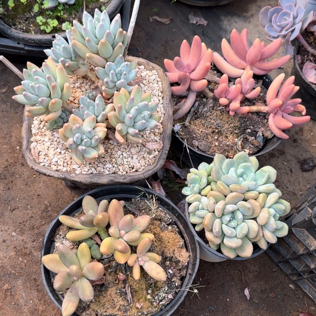 组合套餐多肉植物