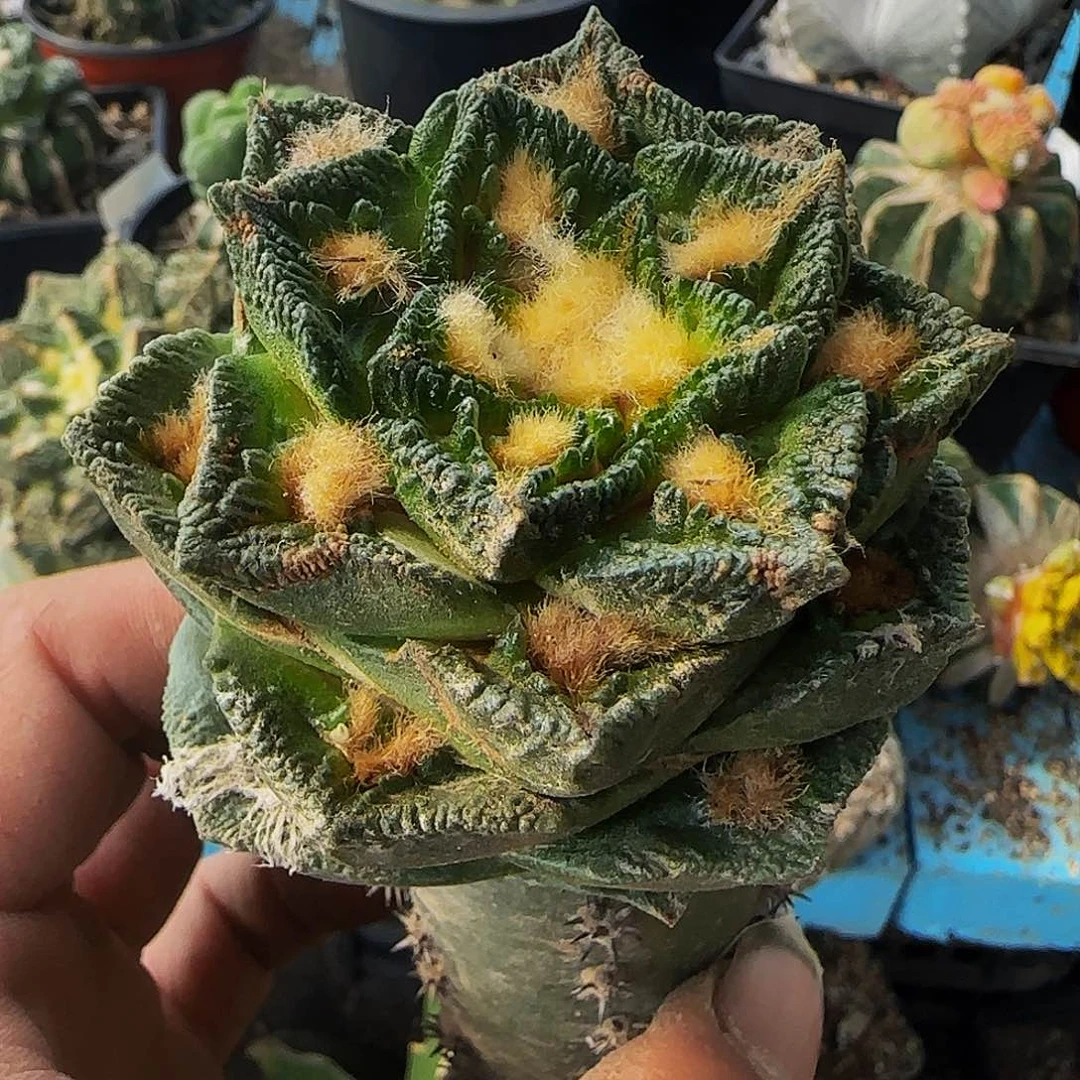 博士辛顿317仙人球