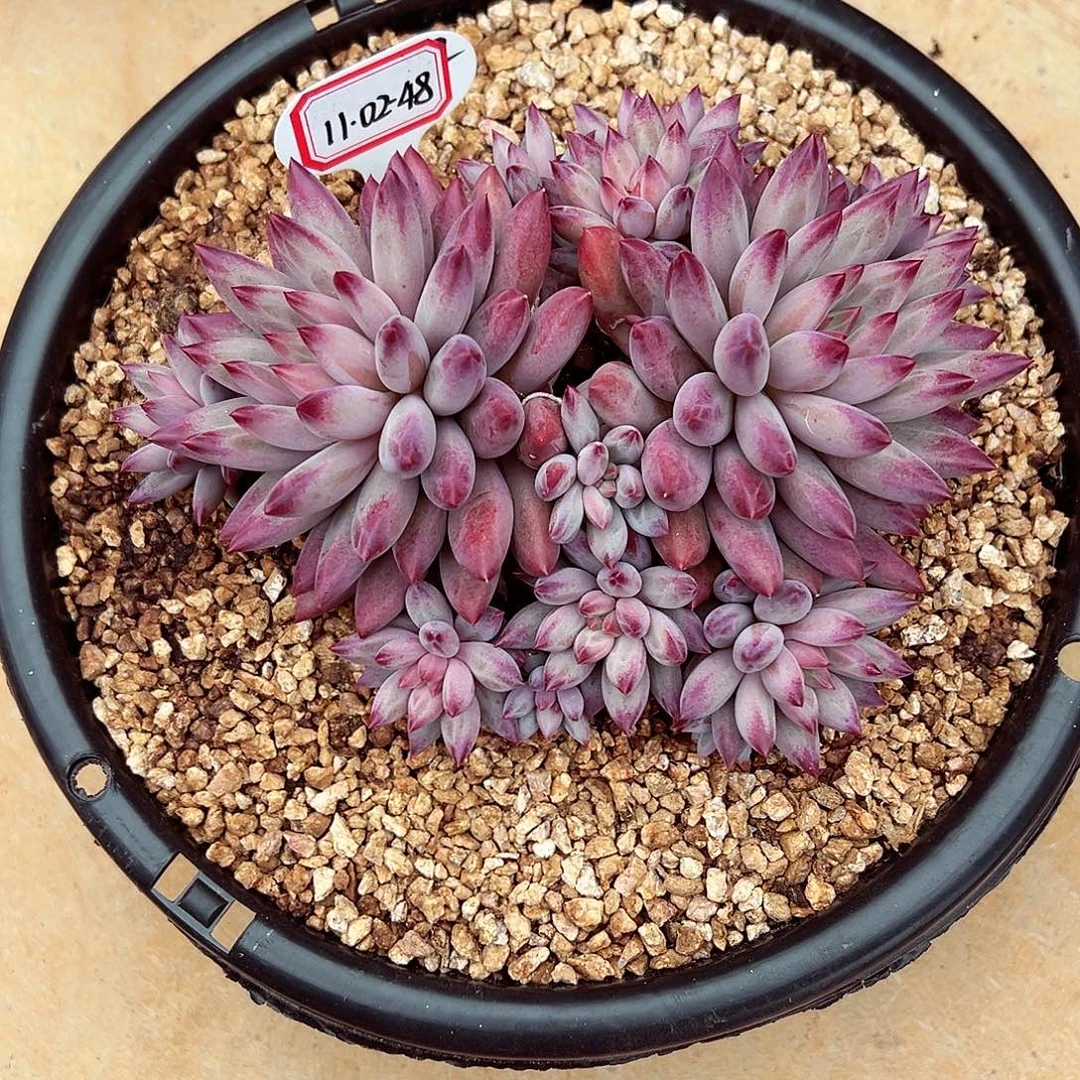 1102-48母本特殊羽毛纹虞美人