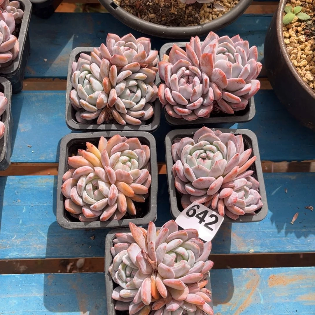 642号新疆西藏内蒙古不包邮