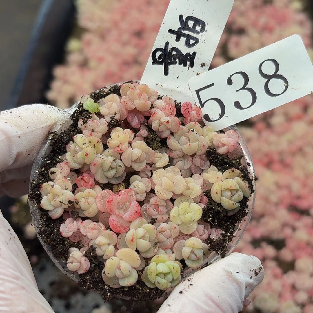 多肉植物多肉植物538量拍