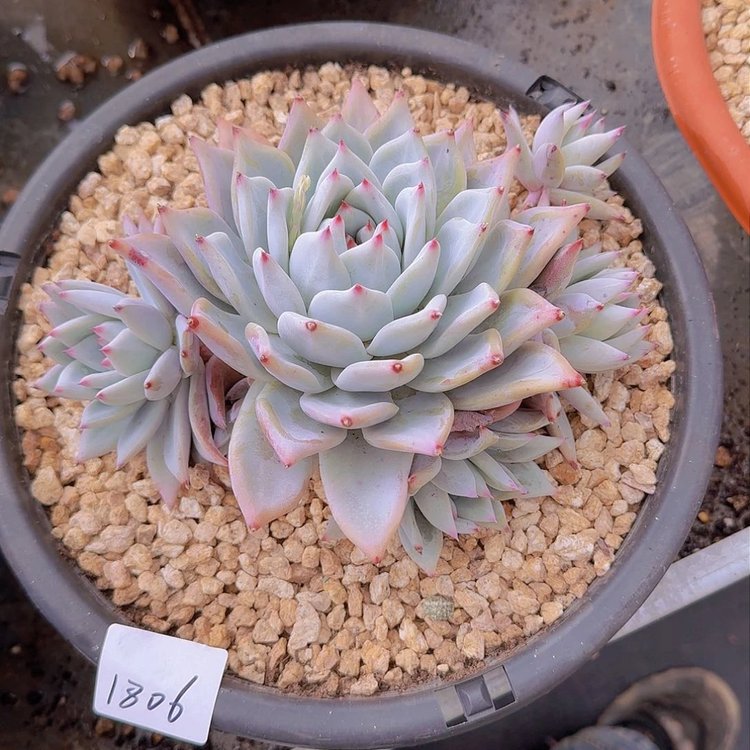 橙***橙1806卡杂多肉植物